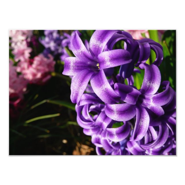 Blue Hyacinth II Spring Floral Fotodruck (Vorne)