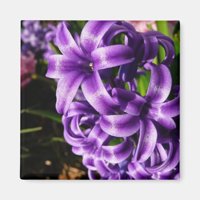 Blue Hyacinth II Spring Floral Magnet (Vorne)