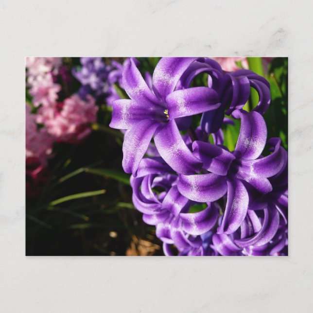 Blue Hyacinth II Spring Floral Postkarte (Vorderseite)