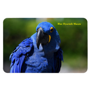Blue Hyacinth Macaw Magnet