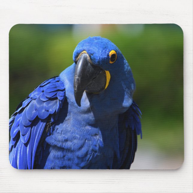 Blue Hyacinth Macaw Mousepad (Vorne)