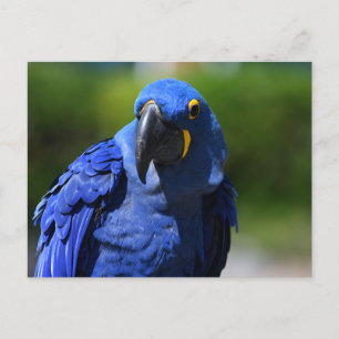 Blue Hyacinth Macaw Postkarte