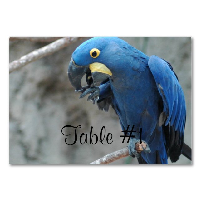 Blue Hyacinth Macaw Tischnummer (Vorderseite)