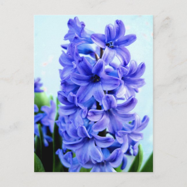 Blue Hyacinth Postcard Postkarte (Vorderseite)