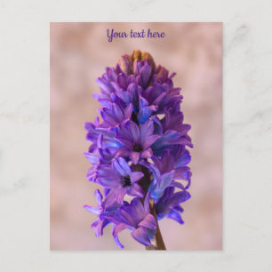 Blue Hyacinth Postcard Postkarte