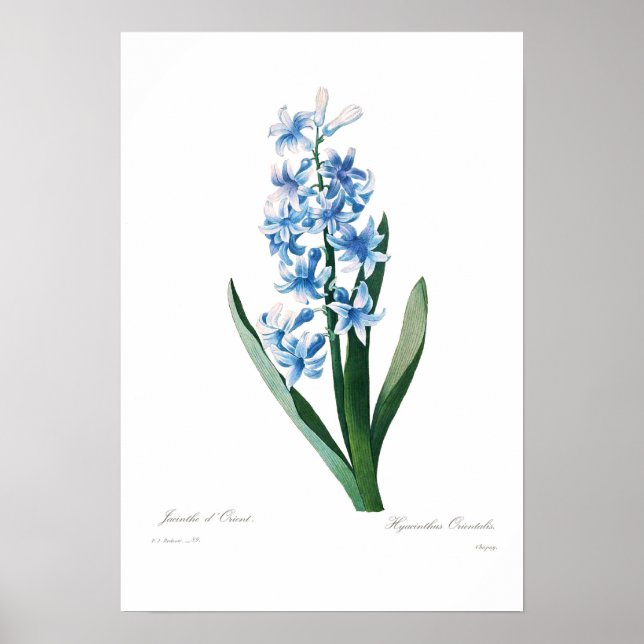 Blue Hyacinth Poster (Vorne)