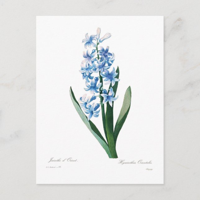 Blue Hyacinth Postkarte (Vorderseite)