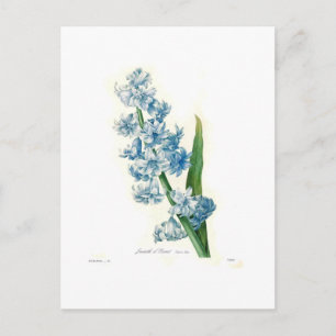 Blue Hyacinth Postkarte