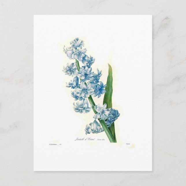 Blue Hyacinth Postkarte (Vorderseite)