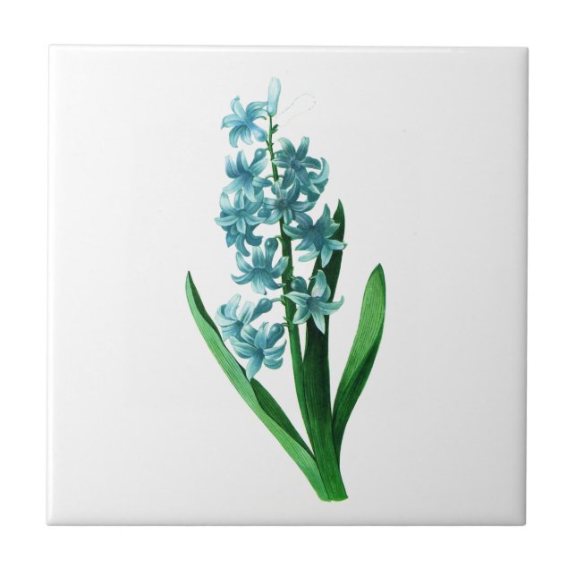 Blue Hyacinth von Pierre Joseph Redoute Fliese (Vorderseite)