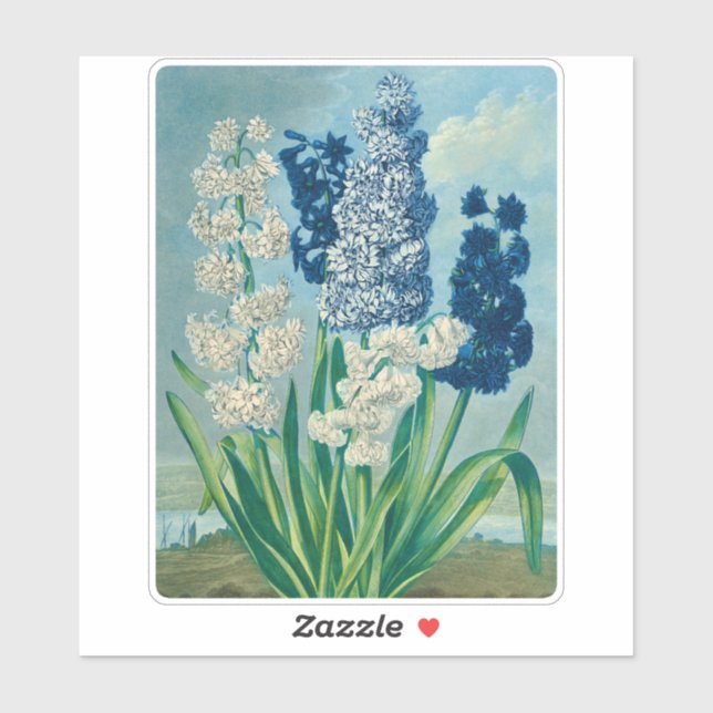 Blue Hyacinths Vintag Botanische Kunst Aufkleber (Blatt)