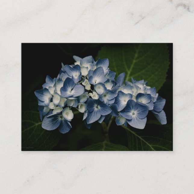 Blue Hydrangea 8514 Mini Print Visitenkarte (Vorderseite)