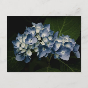 Blue Hydrangea 8514 Postkarte