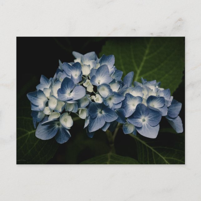 Blue Hydrangea 8514 Postkarte (Vorderseite)