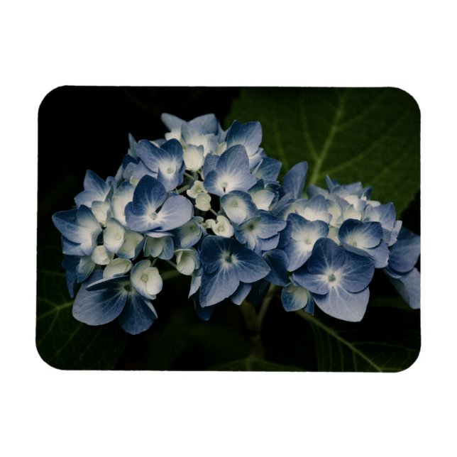 Blue Hydrangea 8514 Premium Magnet (Horizontal)