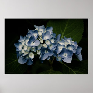 Blue Hydrangea 8514 Print Poster