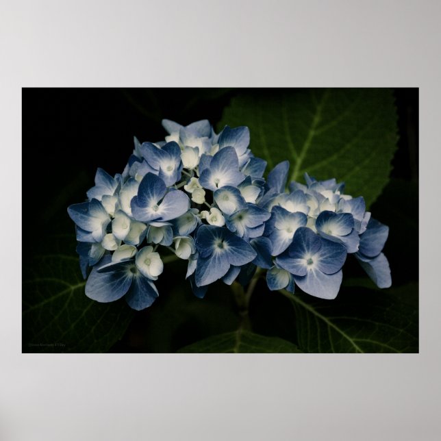 Blue Hydrangea 8514 Print Poster (Vorne)