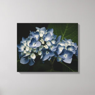 Blue Hydrangea 8514 Wrapped Canvas Leinwanddruck