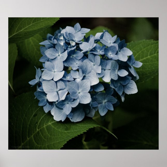 Blue Hydrangea 8515 Print Poster (Vorne)