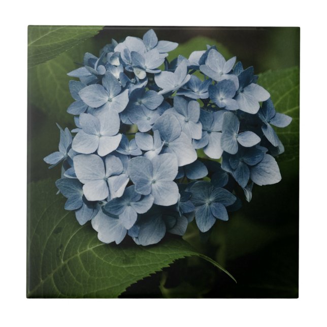 Blue Hydrangea 8515 Tile Fliese (Vorderseite)