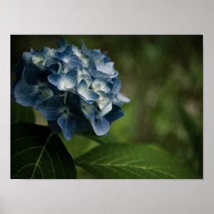 Blue Hydrangea 8519 Print Poster