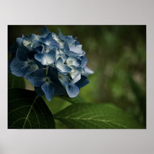 Blue Hydrangea 8519 Print Poster (Vorne)