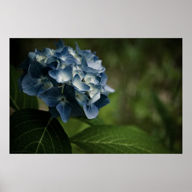 Blue Hydrangea 8519 Print Poster (Vorne)