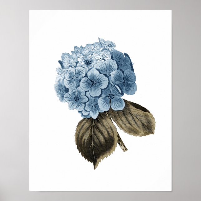 Blue Hydrangea Artwork #1 Botanische Wall Art Poster (Vorne)