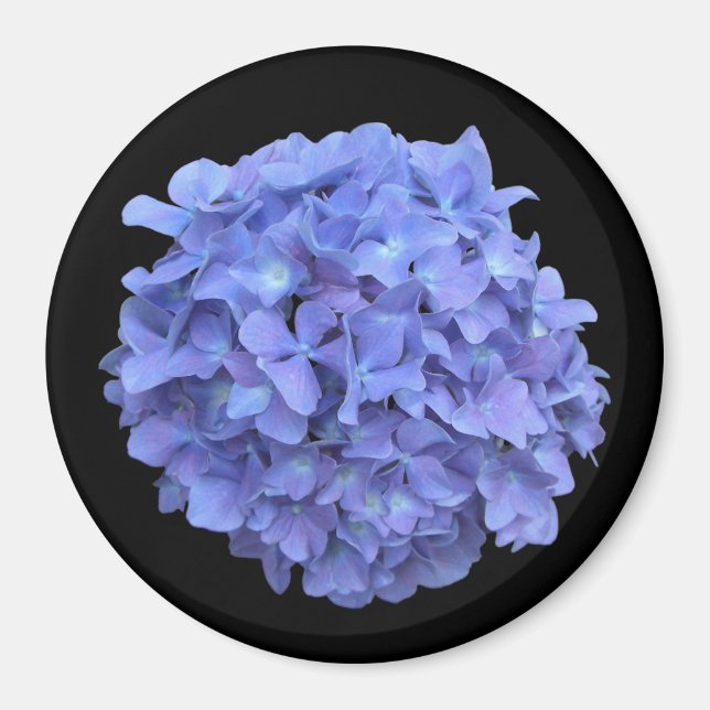 Blue Hydrangea Bloom Magnet (Vorne)