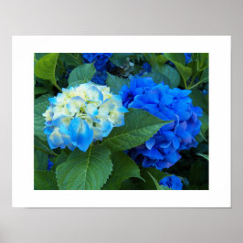 Blue Hydrangea Blooms Blumenfotografie Poster