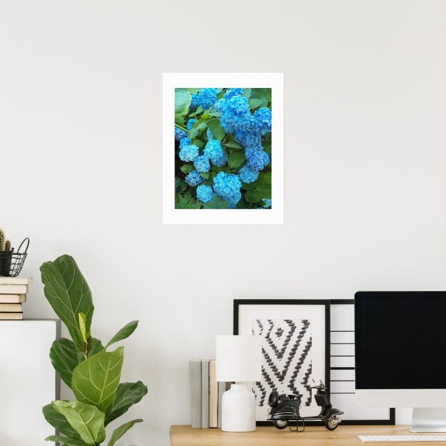 Blue Hydrangea Blooms Blumenfotografie Poster (Heimbüro)