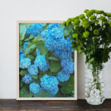 Blue Hydrangea Blooms Floral