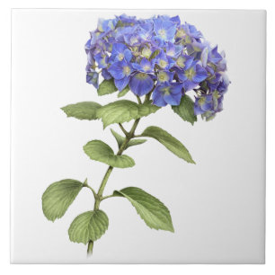 Blue Hydrangea Blume Botanische Kunst Fliese