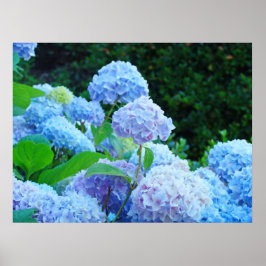 Blue Hydrangea Blume druckt Poster