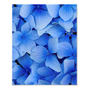 Blue Hydrangea-Blume Fotodruck