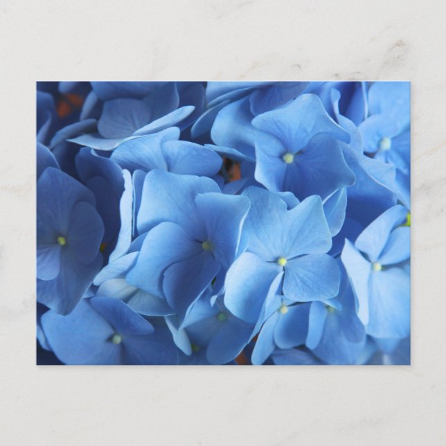 Blue Hydrangea Blume Fotografie Postkarte (Vorderseite)