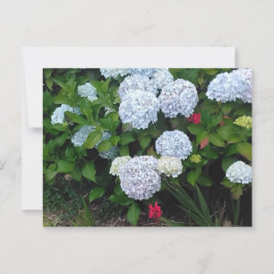 Blue Hydrangea Blume im Summer Garden Postkarte