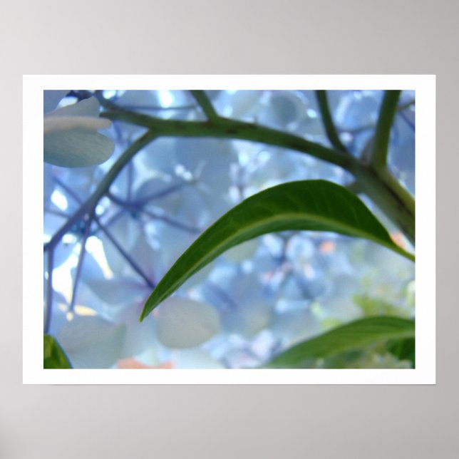 Blue Hydrangea Blume Kunstdrucke Blume Poster (Vorne)
