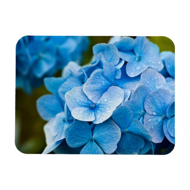 Blue Hydrangea Blume Magnet (Horizontal)