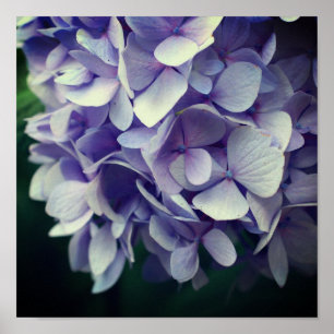 Blue Hydrangea Blume Petals Nah Poster