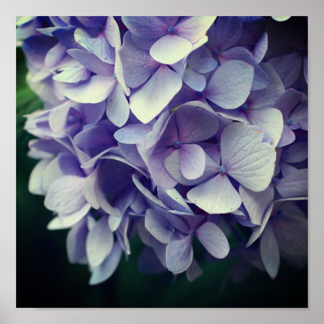 Blue Hydrangea Blume Petals Nah Poster (Vorne)