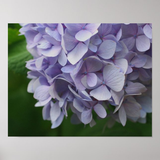 Blue Hydrangea Blume Petals Nah Poster (Vorne)