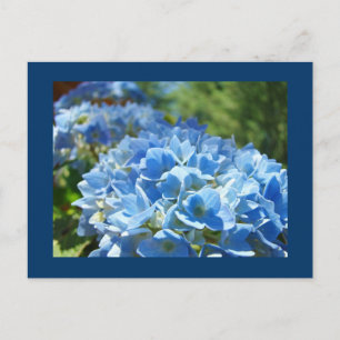 Blue Hydrangea Blume Postkarten Text hinzufügen