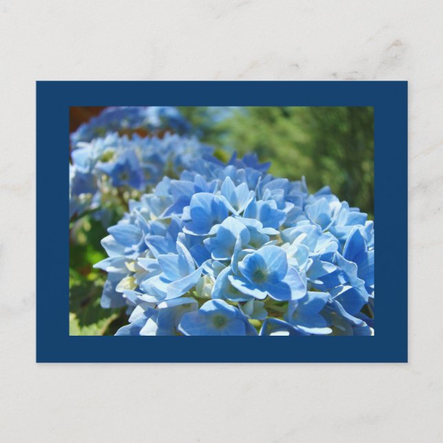 Blue Hydrangea Blume Postkarten Text hinzufügen (Vorderseite)