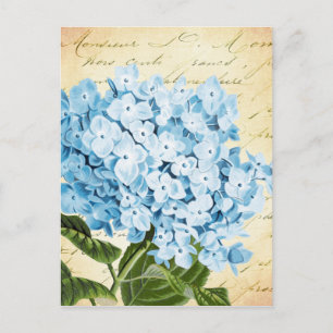 Blue Hydrangea Blume Vintag Botanical Postkarte
