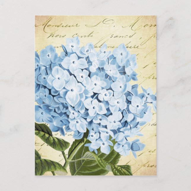 Blue Hydrangea Blume Vintag Botanical Postkarte (Vorderseite)