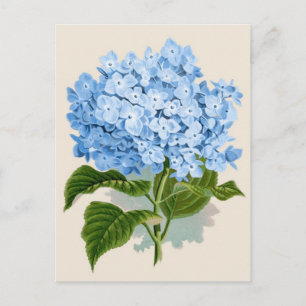 Blue Hydrangea Botanical Print Postkarte