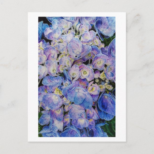 Blue Hydrangea Botanische Kunst Postkarte (Vorderseite)