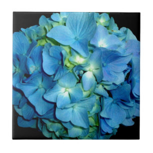 Blue Hydrangea Fliese