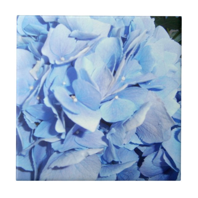 Blue Hydrangea Fliese (Vorderseite)